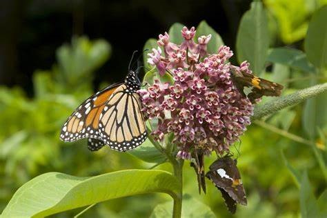 milkweed and monarch