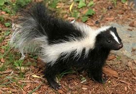 skunk