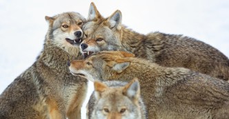 coyotes